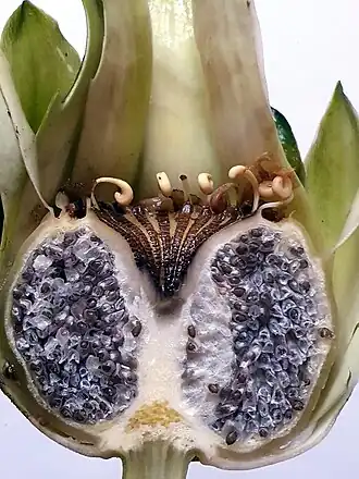 Nymphaea rudgeana G.Mey. fruit with characteristic carpellary appendages