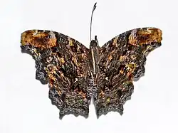 Underside of K. c. perakana