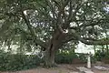 Towering oak tree at Kent House