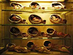 Models illustrating the birth process