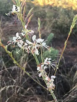 The many flowers of woolly beeblossom scattered on a narrow inflorescence. Each flower has four narrow white petals shaped like tiny spatulas spreading out two to the sides and two spreading upwards. The stamens are longer than petals and spread forward of the blooms.