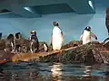 Gentoo penguins