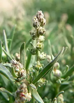 Oligomeris linifolia