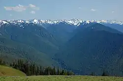 Forests and the Olympic Mountains from Hurricane Ridge.