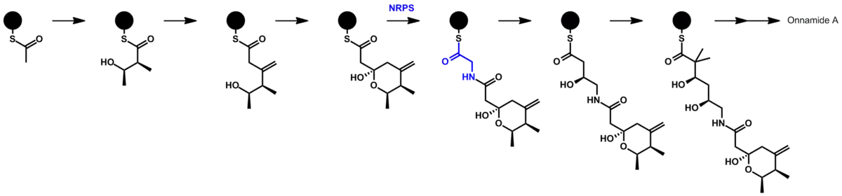 proposed biosynthetic pathway for onnamide A via PKS-NRPS, showing polyketide and non-ribosomal polypeptide features