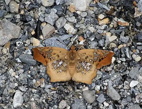 Dorsal view