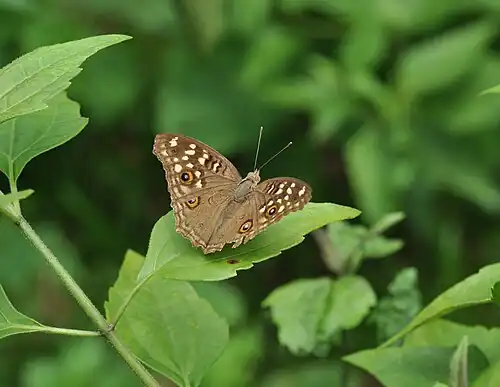 Dorsal view