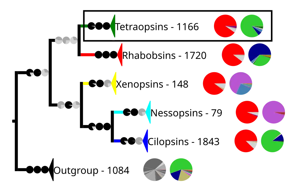 Phylogenetic reconstruction of the opsins. The outgroup contains other G protein-coupled receptors. The frame highlights the tetraopsins, which are expanded in the next image.