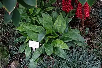 Orchidantha maxillarioides (Lowiaceae)