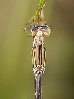 Dorsal view of head and synthorax