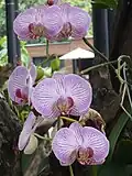 Orchids