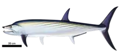 Life restoration of Orthocormus