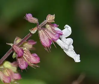 Orthosiphon thymiflorus flower