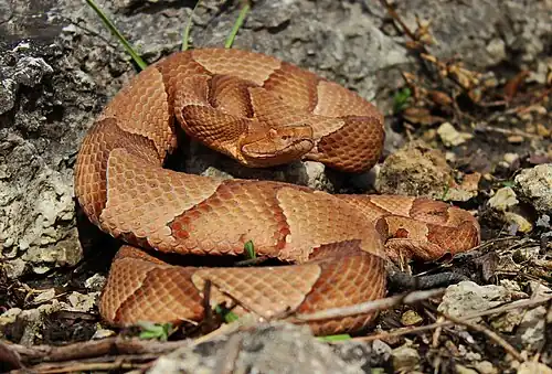 Eastern copperhead (Agkistrodon contortrix) Jefferson Co., Missouri (5 April 2015: 67 °F) were previously classified as "Osage copperhead" (Agkistrodon contortrix phaeogaster).