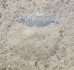 A sandy seafloor with an oval-shaped outline partially covering a lady crab, whose face can be seen poking out of the sand near the top of the frame.