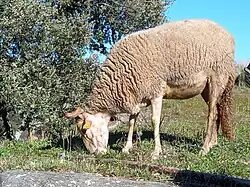 a white-woolled sheep with small horns grazing