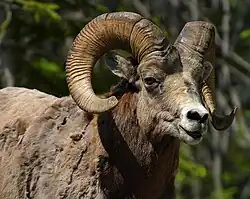 Bighorn sheep, Ovis canadensis