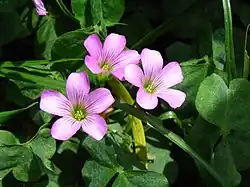 Oxalis debilis Kunth (syn. O. corymbosa)