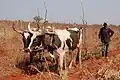 Oxen under plow