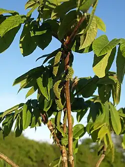 Heartnut in flower