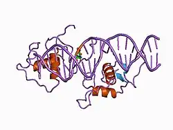 1a6y: REVERBA ORPHAN NUCLEAR RECEPTOR/DNA COMPLEX