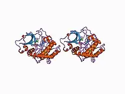 1cdk: CAMP-DEPENDENT PROTEIN KINASE CATALYTIC SUBUNIT (E.C.2.7.1.37) (PROTEIN KINASE A) COMPLEXED WITH PROTEIN KINASE INHIBITOR PEPTIDE FRAGMENT 5-24 (PKI(5-24) ISOELECTRIC VARIANT CA) AND MN2+ ADENYLYL IMIDODIPHOSPHATE (MNAMP-PNP) AT PH 5.6 AND 7C AND 4C