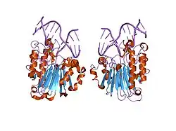 1de8: HUMAN APURINIC/APYRIMIDINIC ENDONUCLEASE-1 (APE1) BOUND TO ABASIC DNA