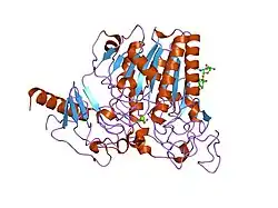 1e33: CRYSTAL STRUCTURE OF AN ARYLSULFATASE A MUTANT P426L