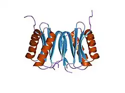 1f95: SOLUTION STRUCTURE OF DYNEIN LIGHT CHAIN 8 (DLC8) AND BIM PEPTIDE COMPLEX