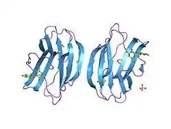 1gzw: X-RAY CRYSTAL STRUCTURE OF HUMAN GALECTIN-1