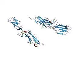 1ic1: THE CRYSTAL STRUCTURE FOR THE N-TERMINAL TWO DOMAINS OF ICAM-1
