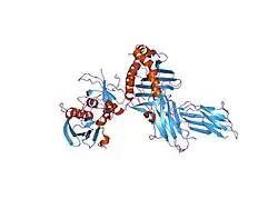 1jws: Crystal Structure of the Complex of the MHC Class II Molecule HLA-DR1 (HA peptide 306-318) with the Superantigen SEC3 Variant 3B1