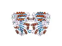 1jxq: Structure of cleaved, CARD domain deleted Caspase-9