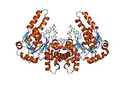 1m76: Crystal Structure of the S137C Mutant of L-3-HYDROXYACYL-COA Dehydrogenase in Complex with NAD and Acetoacetyl-COA