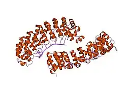 1m8y: CRYSTAL STRUCTURE OF THE PUMILIO-HOMOLOGY DOMAIN FROM HUMAN PUMILIO1 IN COMPLEX WITH NRE2-10 RNA