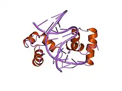 1mse: SOLUTION STRUCTURE OF A SPECIFIC DNA COMPLEX OF THE MYB DNA-BINDING DOMAIN WITH COOPERATIVE RECOGNITION HELICES