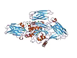 1nuf: Role of Calcium Ions in the Activation and Activity of the Transglutaminase 3 Enzyme