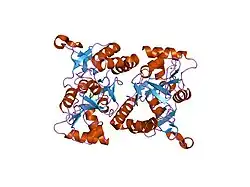 1p1w: Crystal structure of the GluR2 ligand-binding core (S1S2J) with the L483Y and L650T mutations and in complex with AMPA