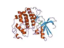 1pxi: HUMAN CYCLIN DEPENDENT KINASE 2 COMPLEXED WITH THE INHIBITOR 4-(2,5-Dichloro-thiophen-3-yl)-pyrimidin-2-ylamine
