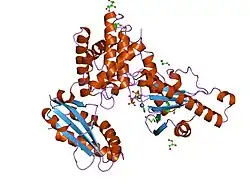 1q79: CRYSTAL STRUCTURE OF MAMMALIAN POLY(A) POLYMERASE