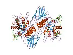 1r47: Structure of human alpha-galactosidase