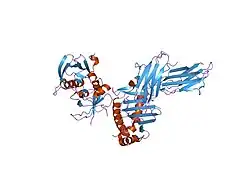 1sjh: HLA-DR1 complexed with a 13 residue HIV capsid peptide