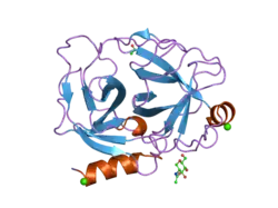 1spj: STRUCTURE OF MATURE HUMAN TISSUE KALLIKREIN (HUMAN KALLIKREIN 1 OR KLK1) AT 1.70 ANGSTROM RESOLUTION WITH VACANT ACTIVE SITE