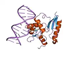 1t38: HUMAN O6-ALKYLGUANINE-DNA ALKYLTRANSFERASE BOUND TO DNA CONTAINING O6-METHYLGUANINE