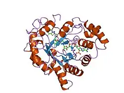 1t40: Crystal structure of human aldose reductase complexed with NADP and IDD552 at ph 5
