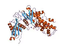 1v4t: Crystal structure of human glucokinase