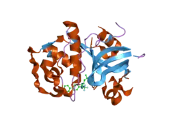 1vsn: Crystal structure of a potent small molecule inhibitor bound to cathepsin K