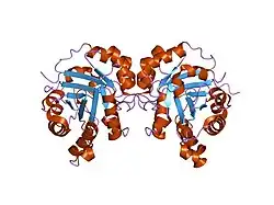 1wyi: human triosephosphate isomerase of new crystal form