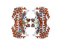 1xu9: Crystal Structure of the Interface Closed Conformation of 11b-hydroxysteroid dehydrogenase isozyme 1
