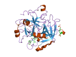 1ypg: Thrombin Inhibitor Complex